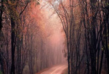 热刺在国际赛事上有着不俗表现